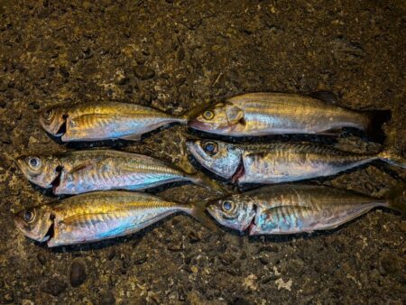 久しぶりのアジ